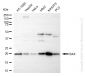KD-Validated Anti-BAX Rabbit Monoclonal Antibody